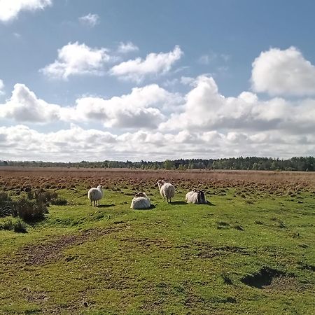 Ruim Huisje Op Een Prachtige Plek Hemrik エクステリア 写真