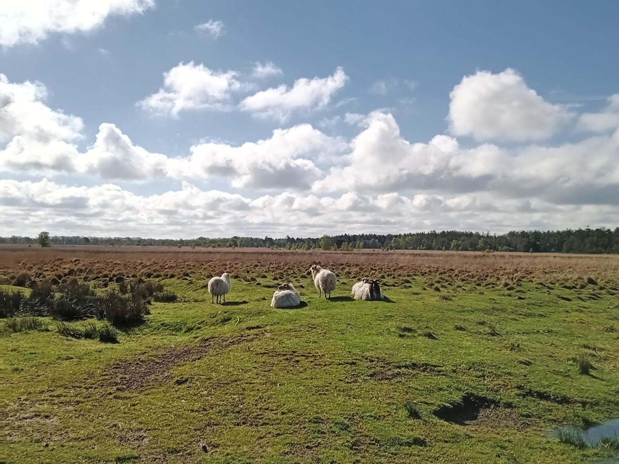 Ruim Huisje Op Een Prachtige Plek Hemrik エクステリア 写真